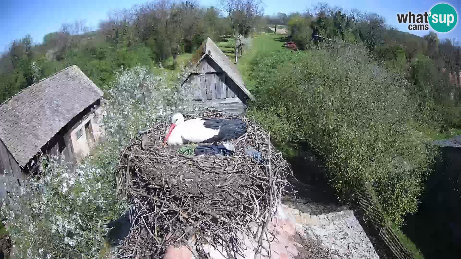 U živo Europsko selo roda – Park prirode Lonjsko polje