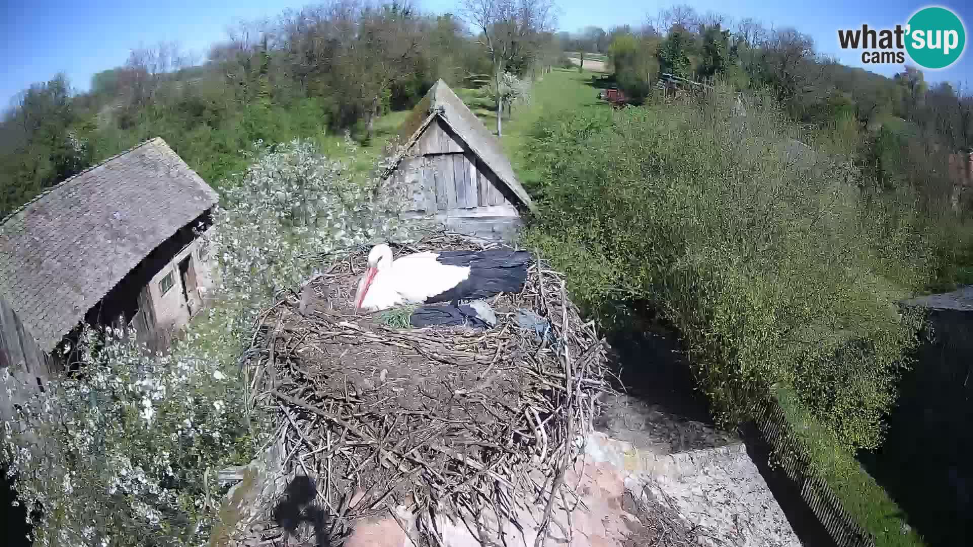 Webcam Europäisches Storchendorf – Naturpark Lonjsko polje