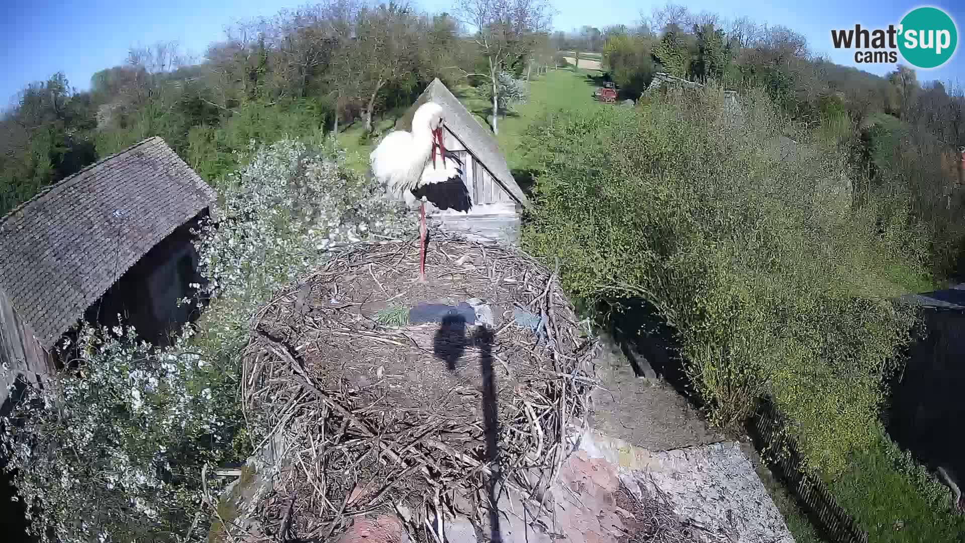 Webcam Europäisches Storchendorf – Naturpark Lonjsko polje