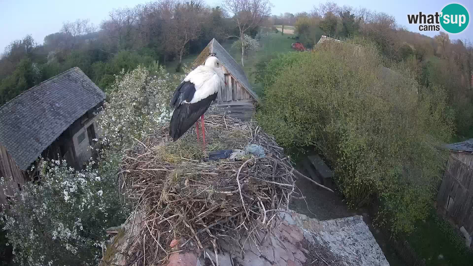 Webcam Europäisches Storchendorf – Naturpark Lonjsko polje