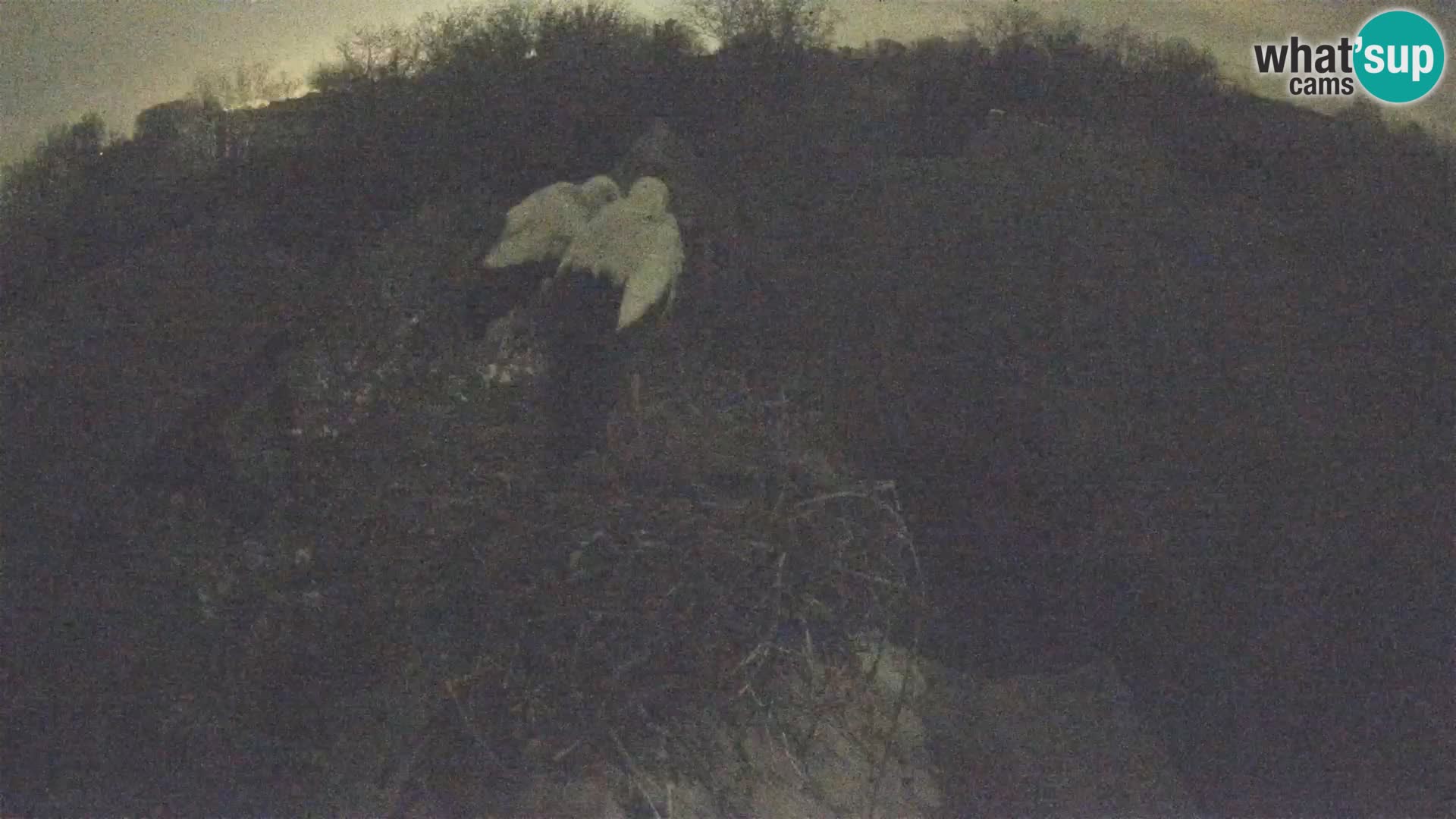 Webcam Europäisches Storchendorf – Naturpark Lonjsko polje