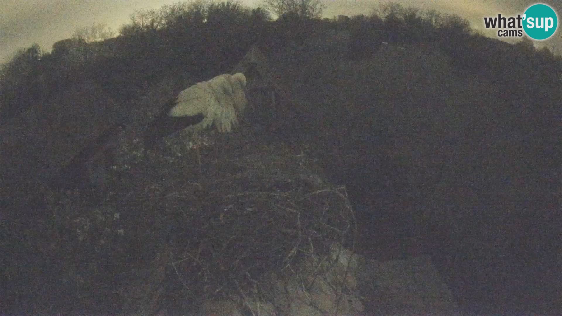 Villaggio delle cicogne europee webcam Parco naturale di Lonjsko polje