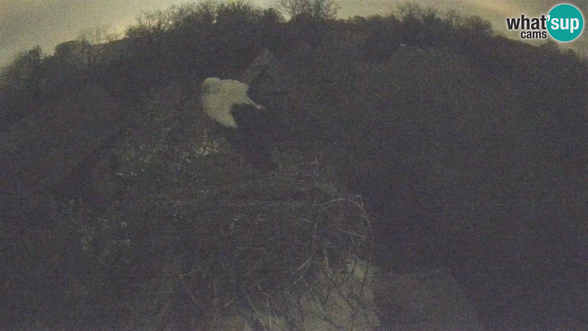 Villaggio delle cicogne europee webcam Parco naturale di Lonjsko polje