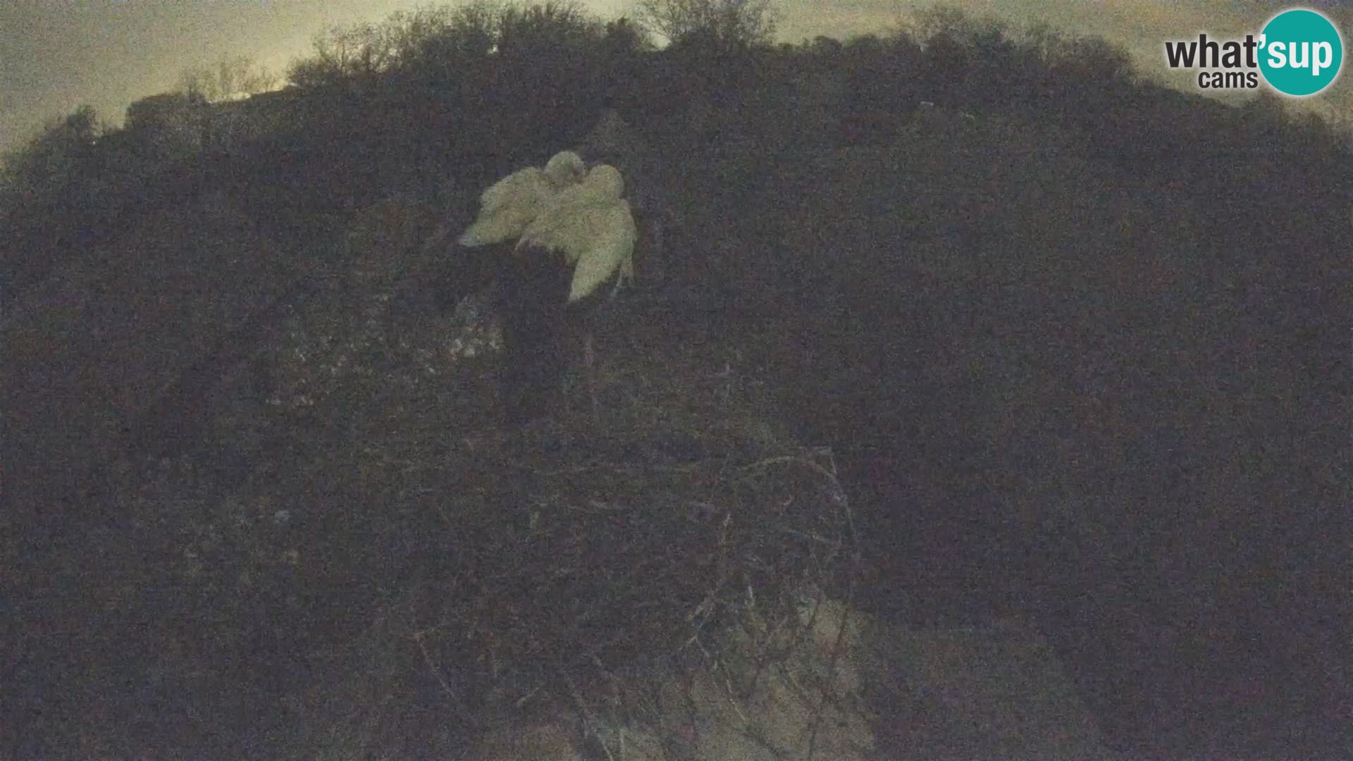 Webcam Europäisches Storchendorf – Naturpark Lonjsko polje