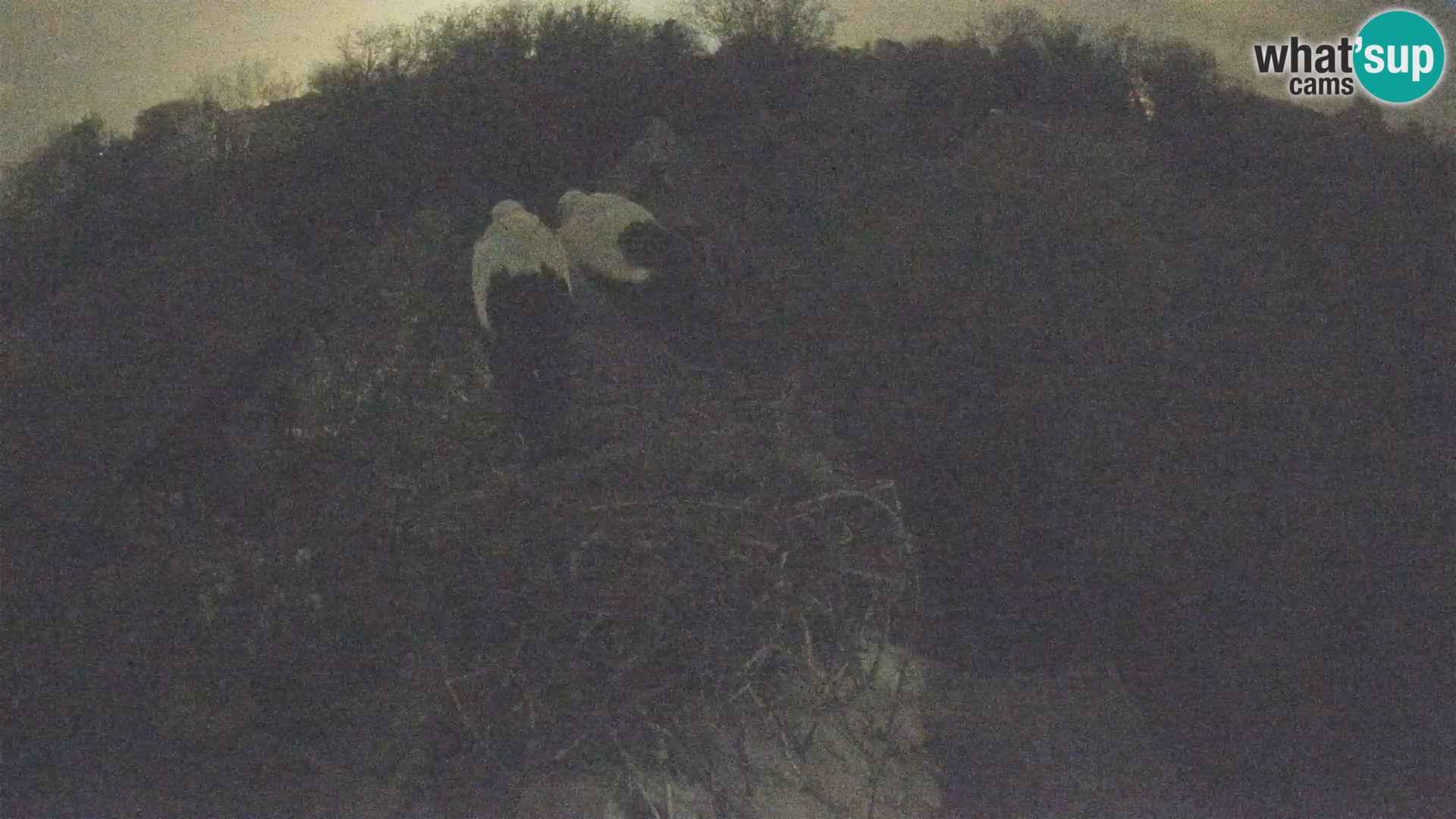 Pueblo europeo de cigüeñas camera en vivo Parque Natural Lonjsko polje