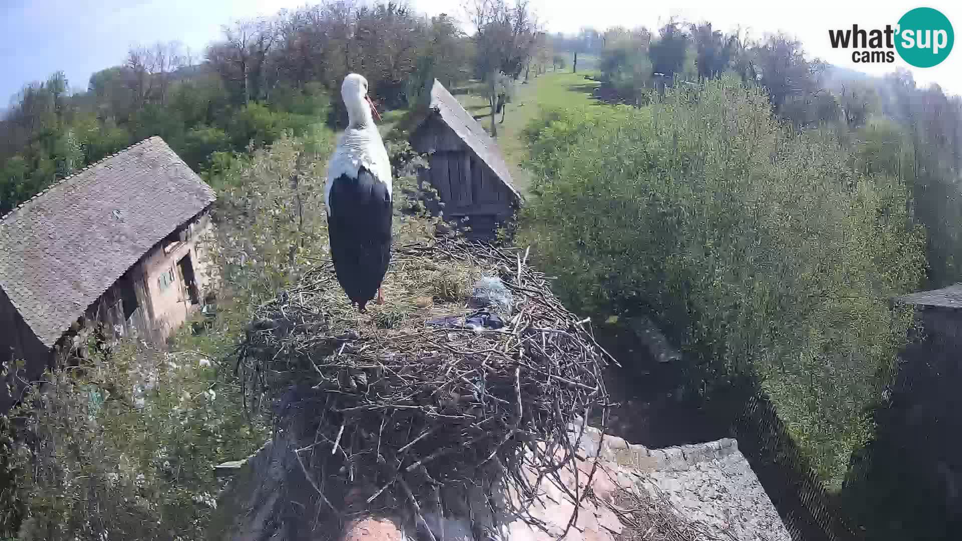U živo Europsko selo roda – Park prirode Lonjsko polje