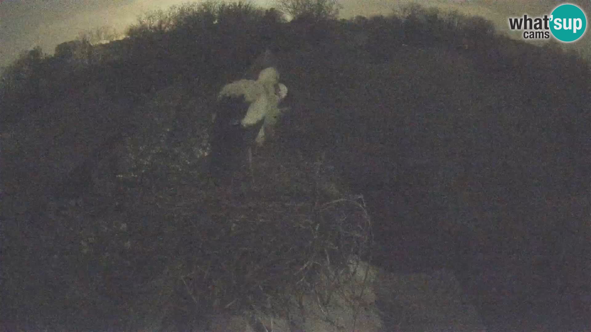 Villaggio delle cicogne europee webcam Parco naturale di Lonjsko polje