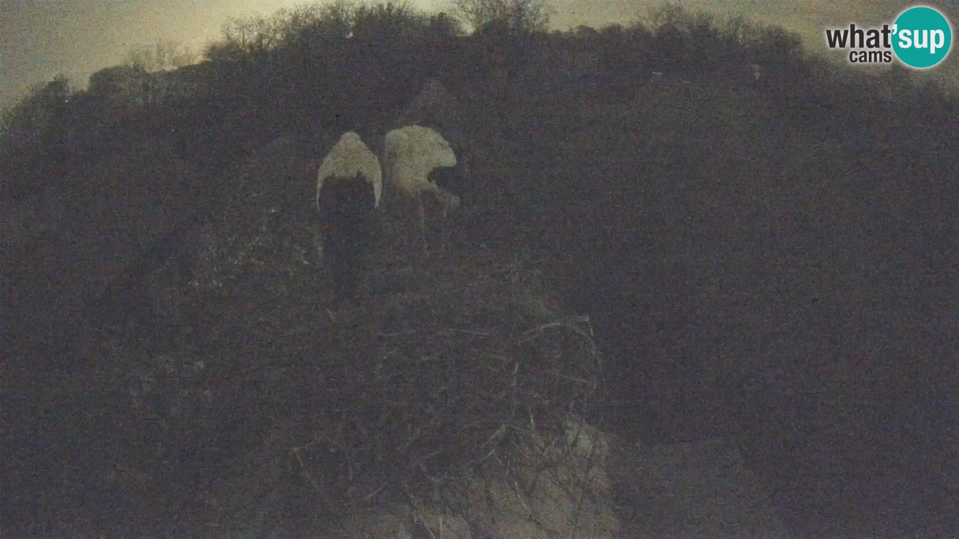 Village européen de cigognes webcam Parc naturel de Lonjsko polje