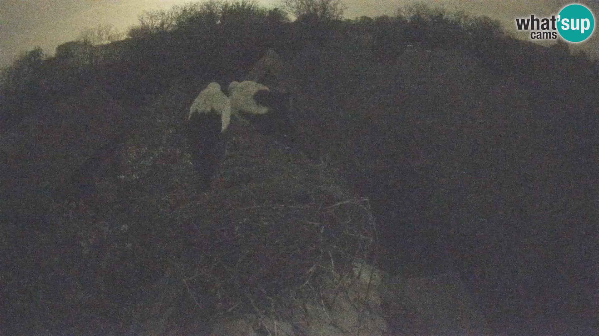 Villaggio delle cicogne europee webcam Parco naturale di Lonjsko polje