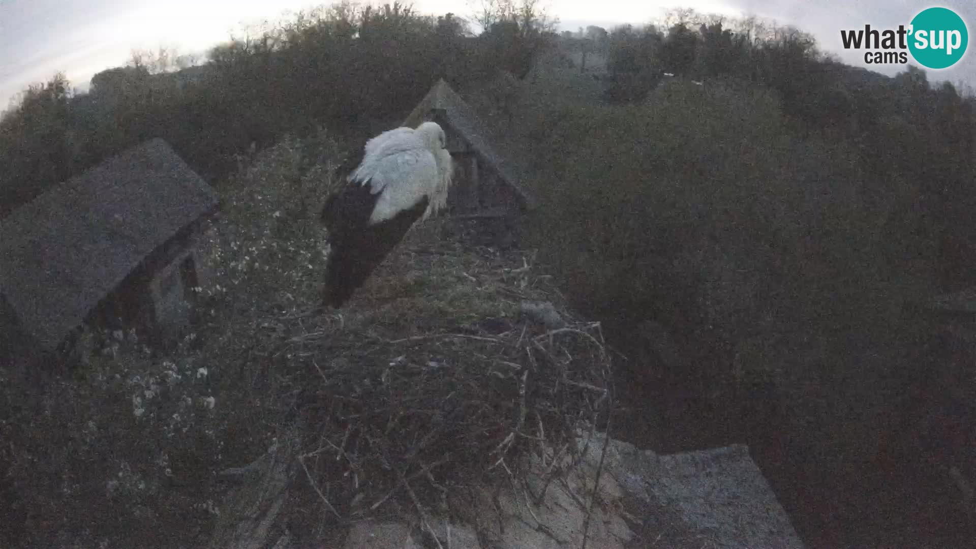 Villaggio delle cicogne europee webcam Parco naturale di Lonjsko polje