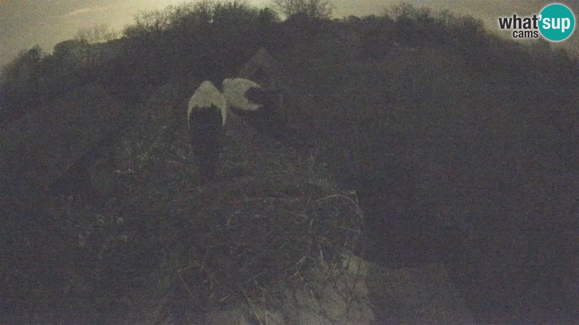 Village européen de cigognes webcam Parc naturel de Lonjsko polje