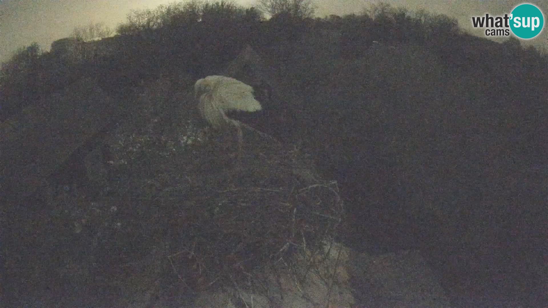 Villaggio delle cicogne europee webcam Parco naturale di Lonjsko polje