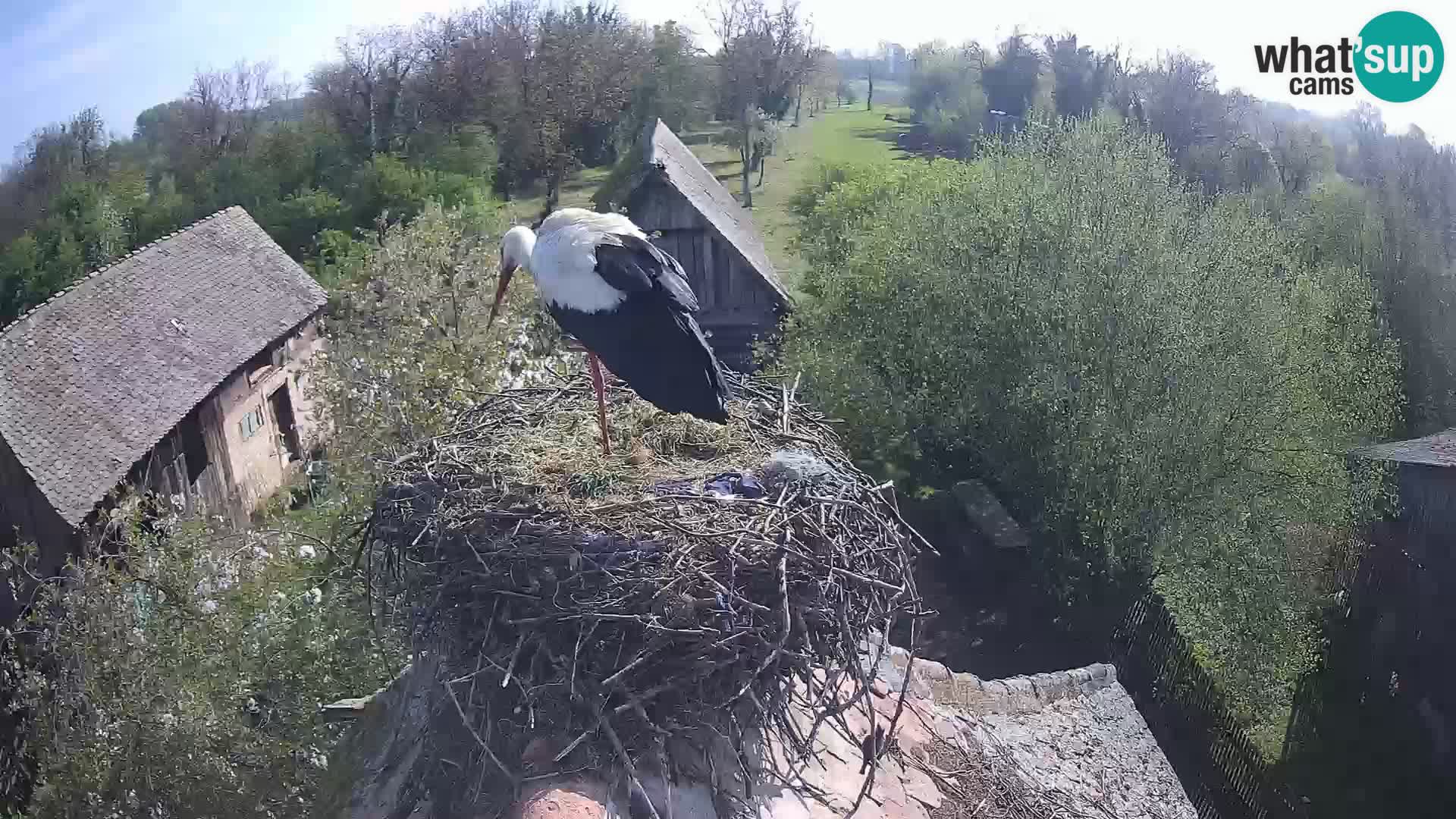 U živo Europsko selo roda – Park prirode Lonjsko polje