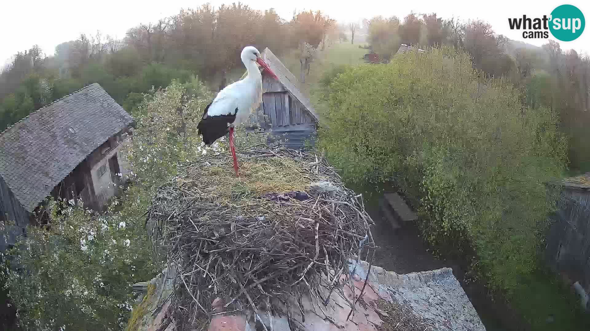 Webcam Europäisches Storchendorf – Naturpark Lonjsko polje
