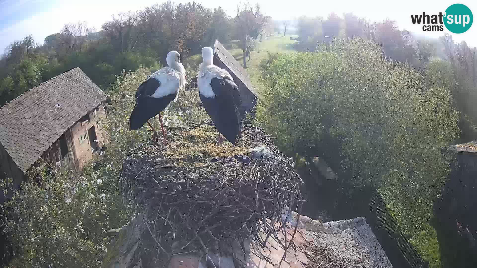 Pueblo europeo de cigüeñas camera en vivo Parque Natural Lonjsko polje