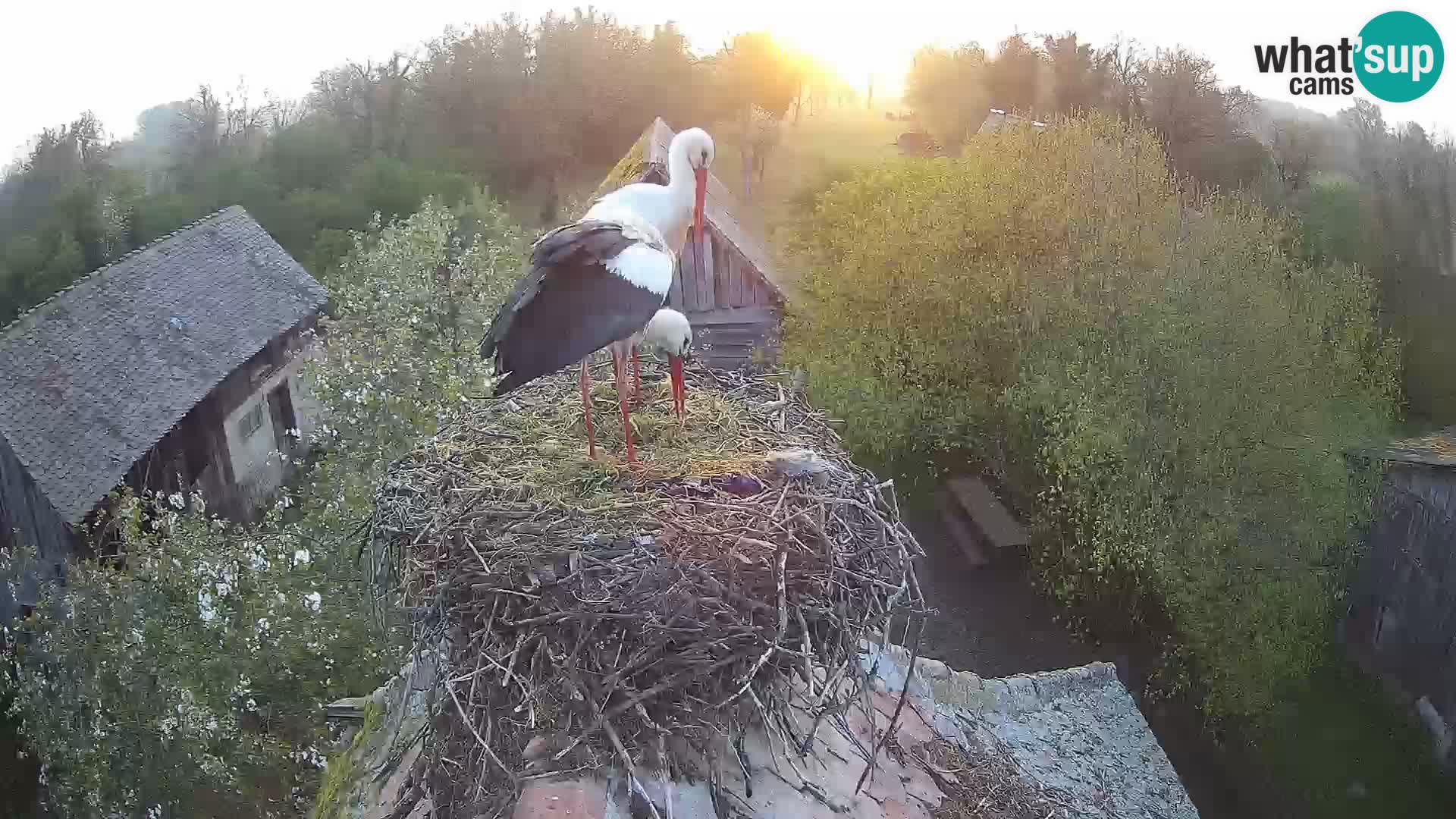 Village européen de cigognes webcam Parc naturel de Lonjsko polje