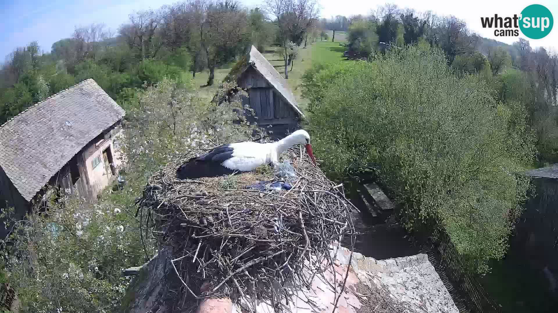 U živo Europsko selo roda – Park prirode Lonjsko polje