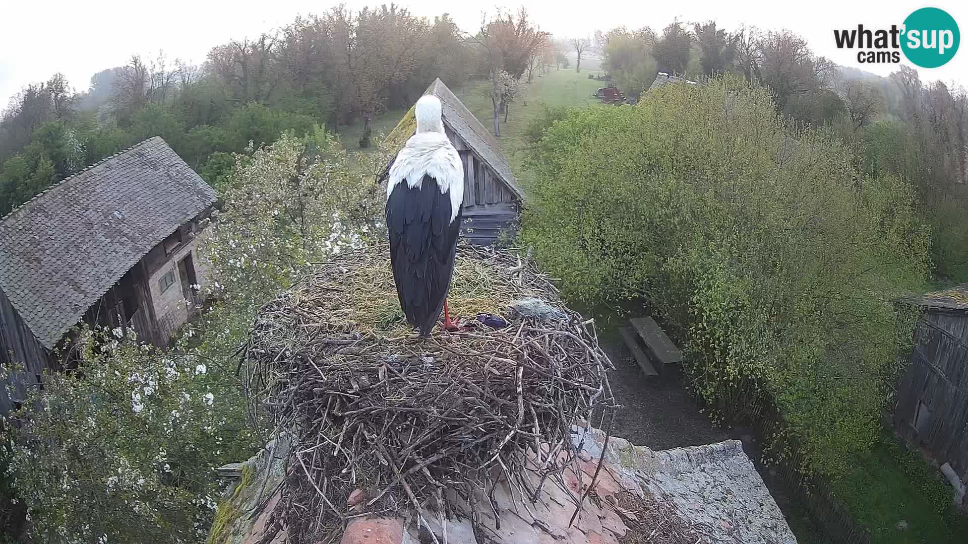 Evropska vas štorklje – Krajinski park Lonjsko polje spletna kamera