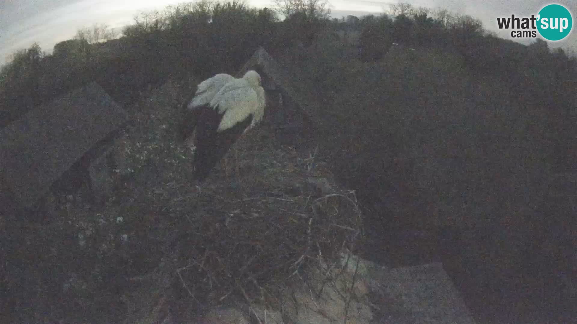 Live webcam European stork village – Lonjsko polje Nature Park