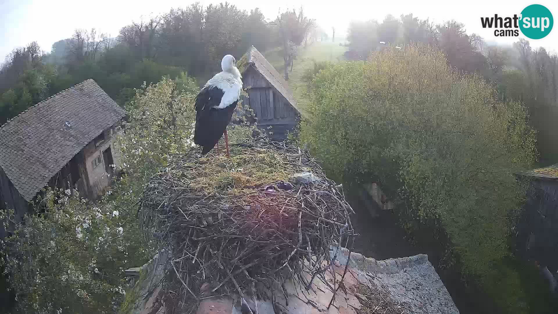 Pueblo europeo de cigüeñas camera en vivo Parque Natural Lonjsko polje