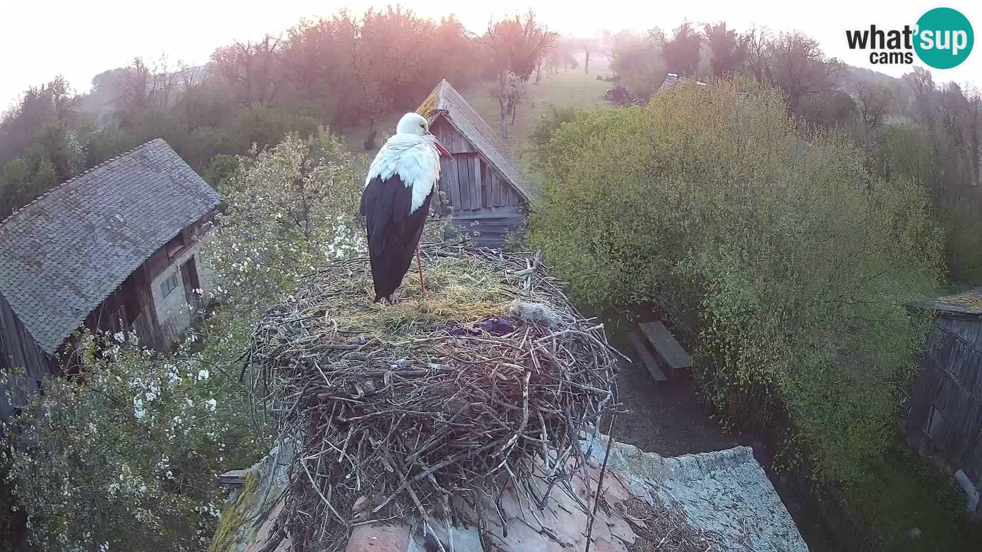 Villaggio delle cicogne europee webcam Parco naturale di Lonjsko polje