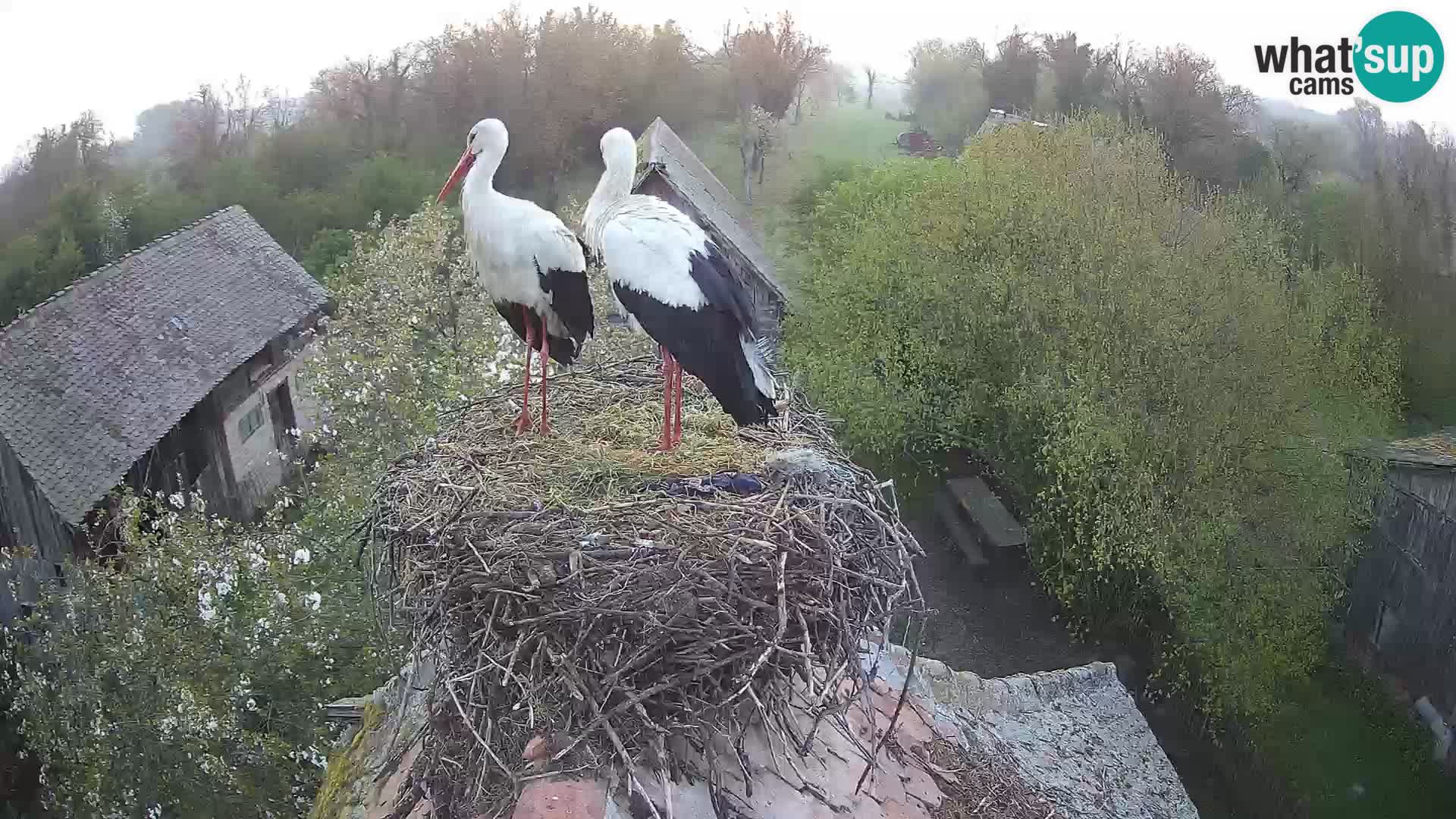 Pueblo europeo de cigüeñas camera en vivo Parque Natural Lonjsko polje