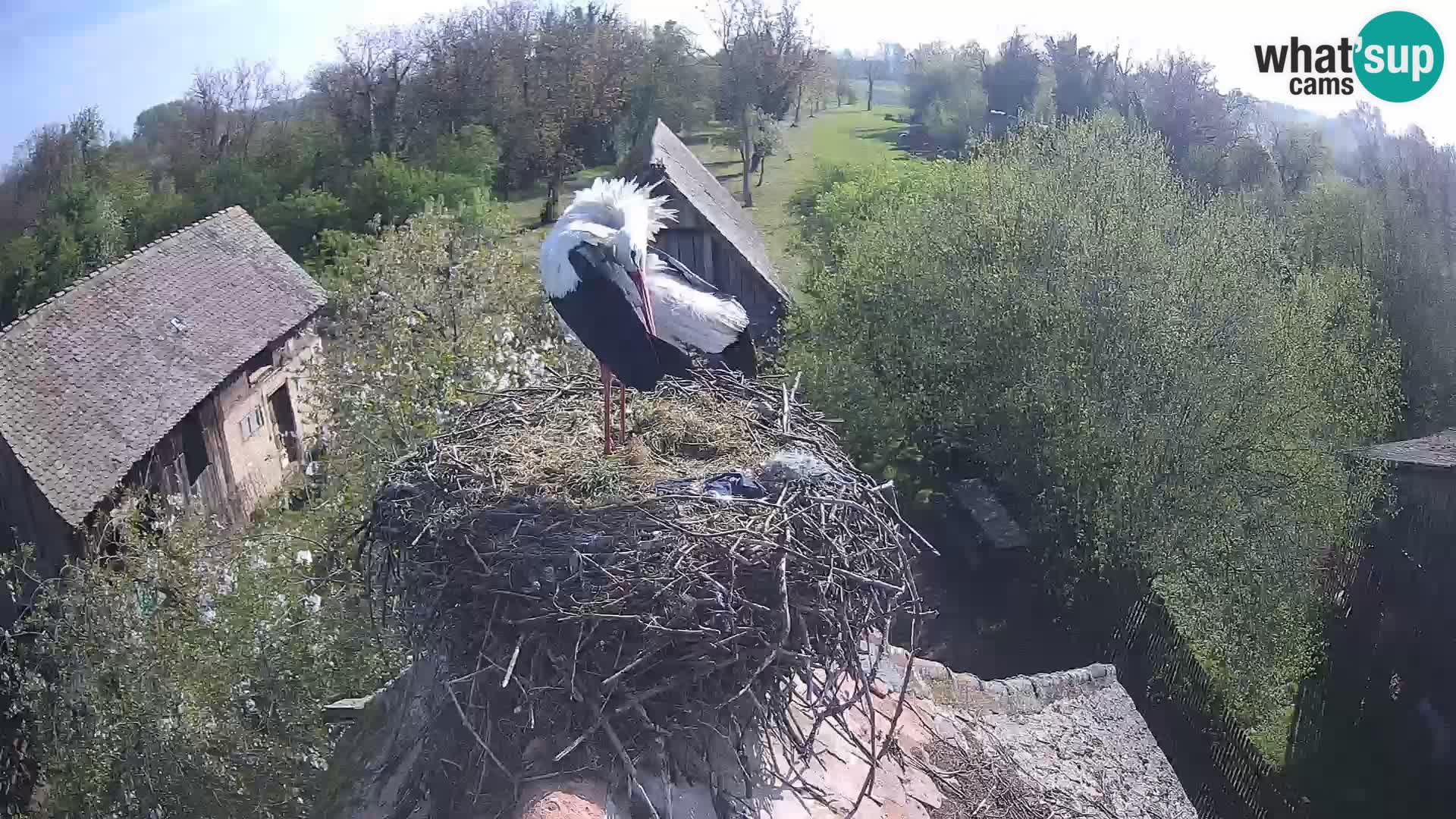 Evropska vas štorklje – Krajinski park Lonjsko polje spletna kamera