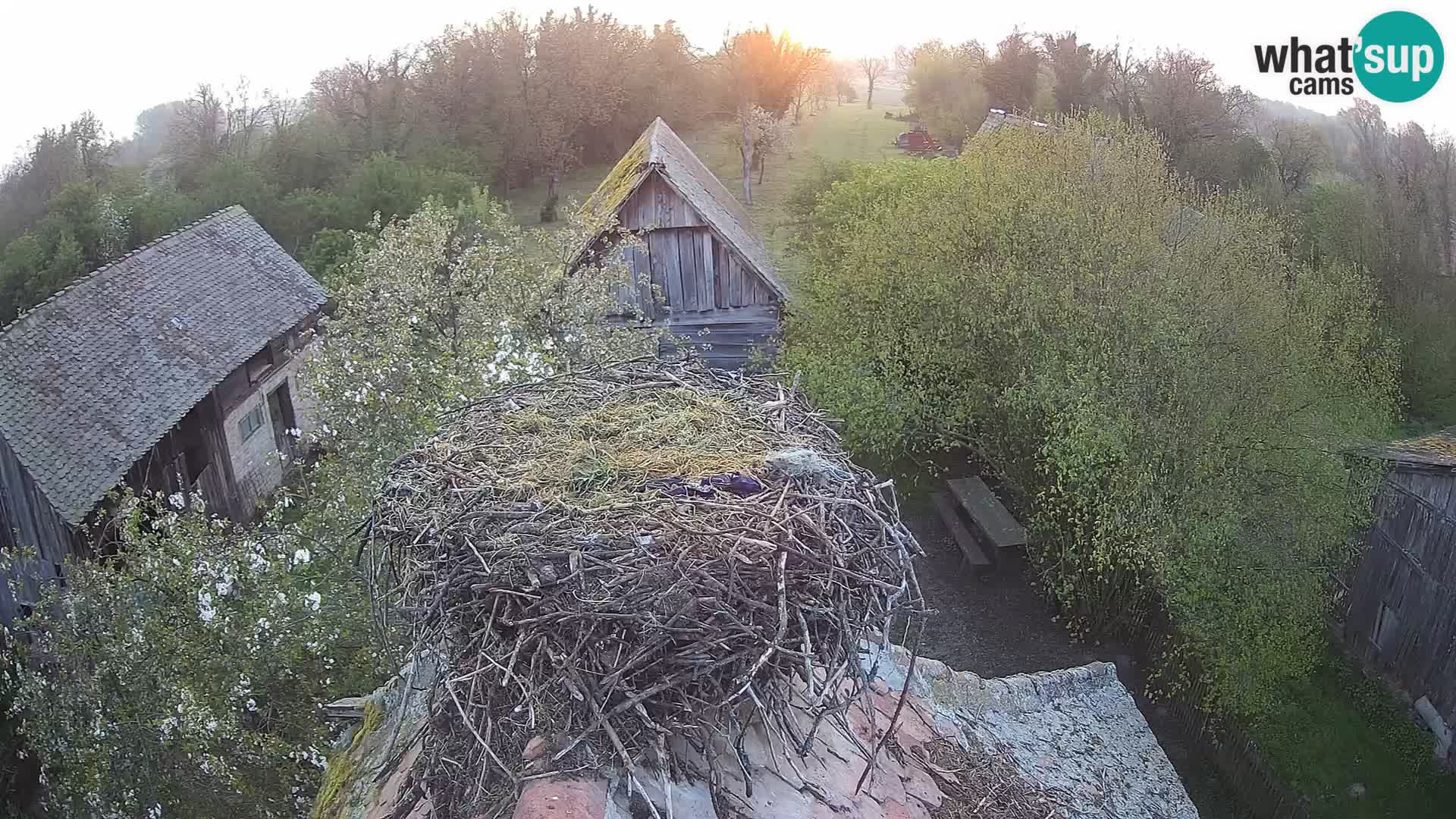 Webcam Europäisches Storchendorf – Naturpark Lonjsko polje