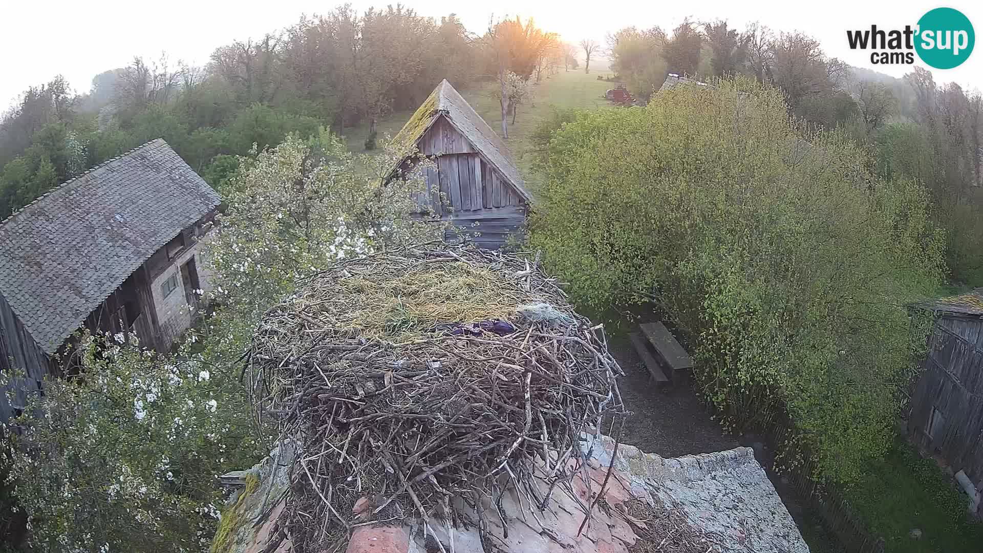 U živo Europsko selo roda – Park prirode Lonjsko polje