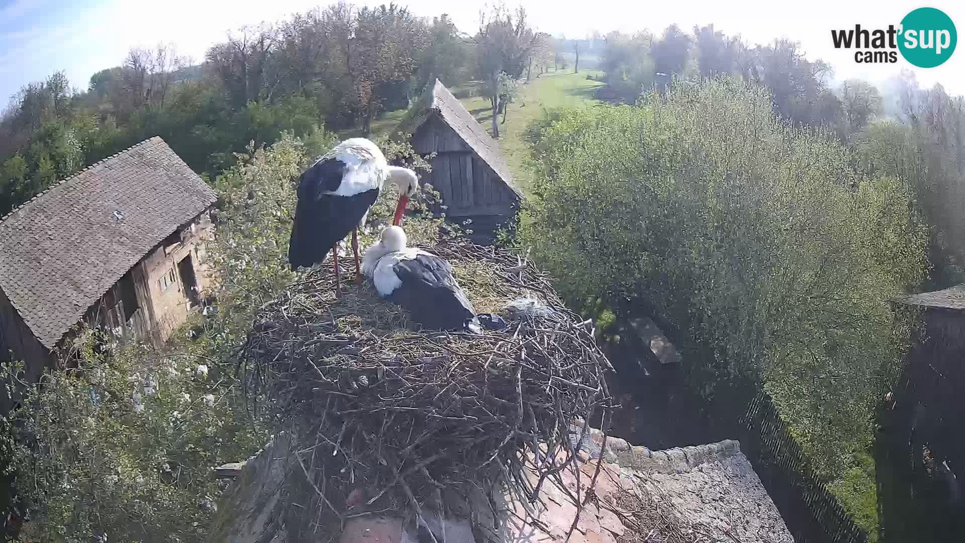 Live webcam European stork village – Lonjsko polje Nature Park