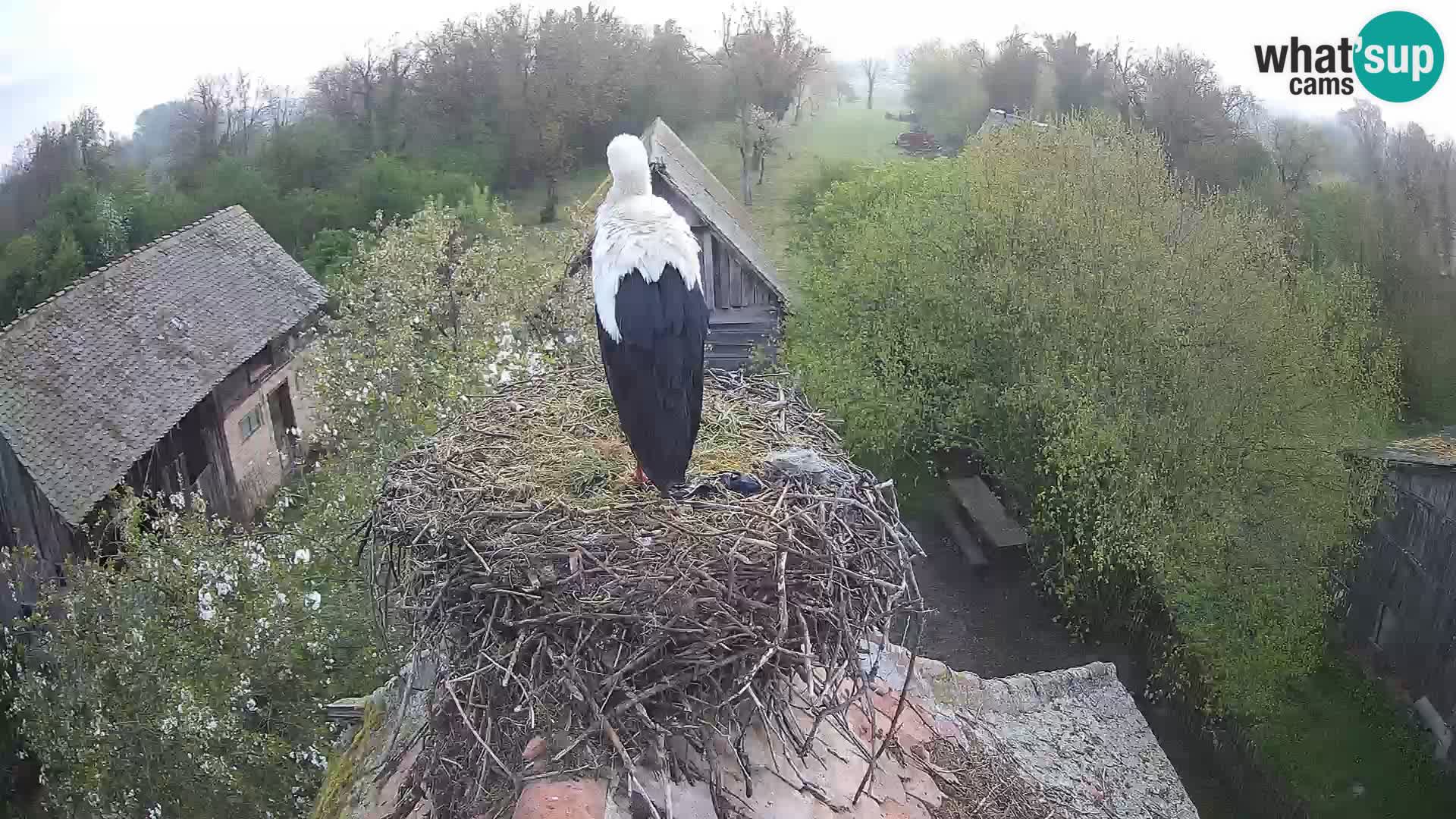 Pueblo europeo de cigüeñas camera en vivo Parque Natural Lonjsko polje