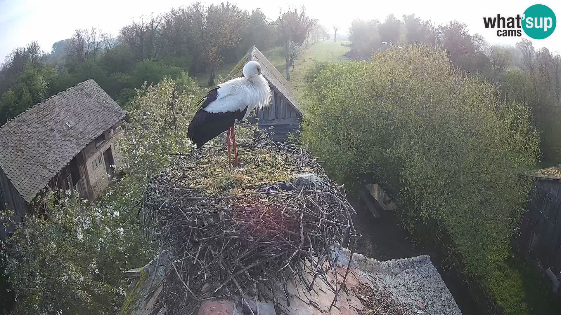 Villaggio delle cicogne europee webcam Parco naturale di Lonjsko polje