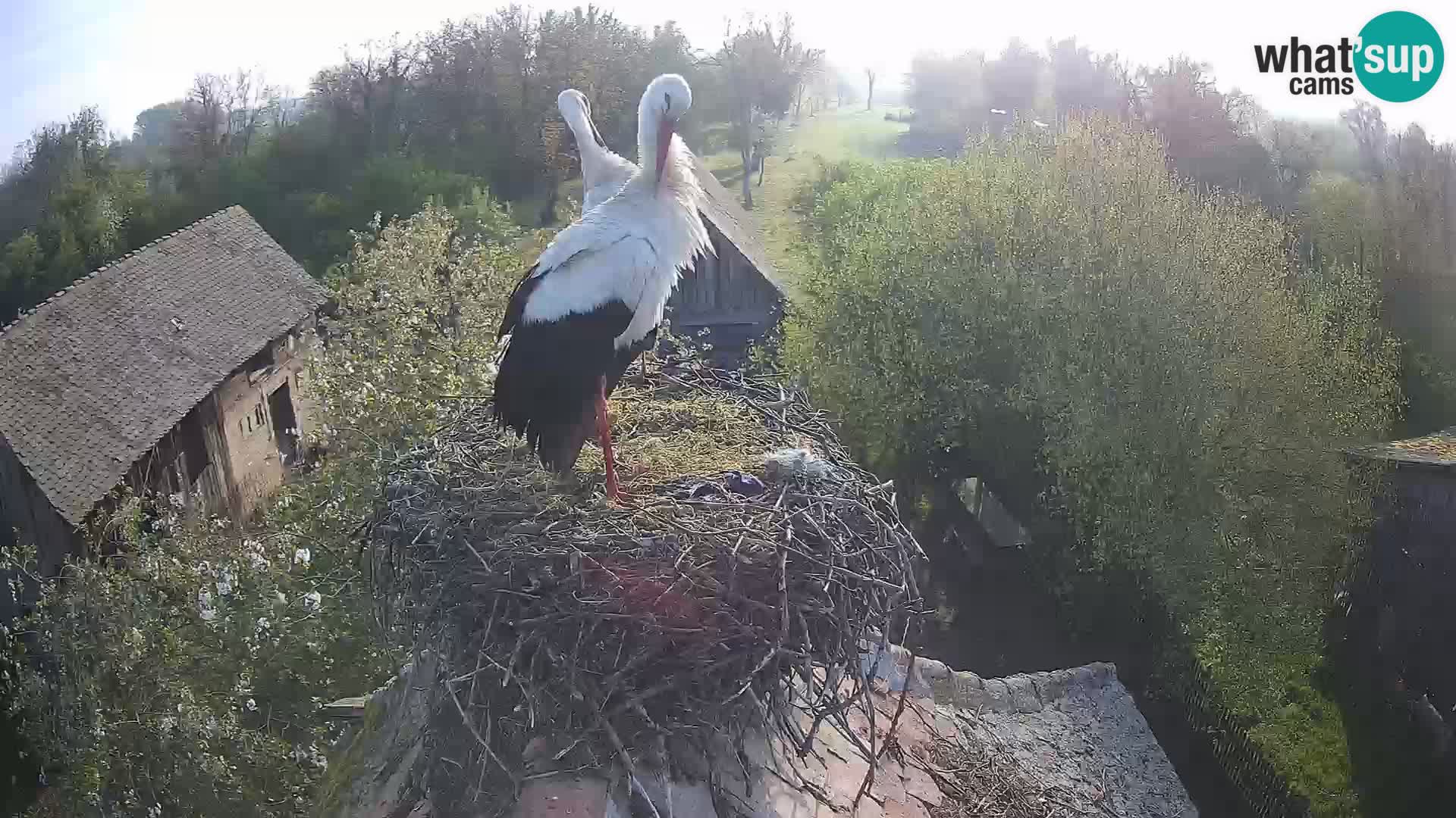 Webcam Europäisches Storchendorf – Naturpark Lonjsko polje