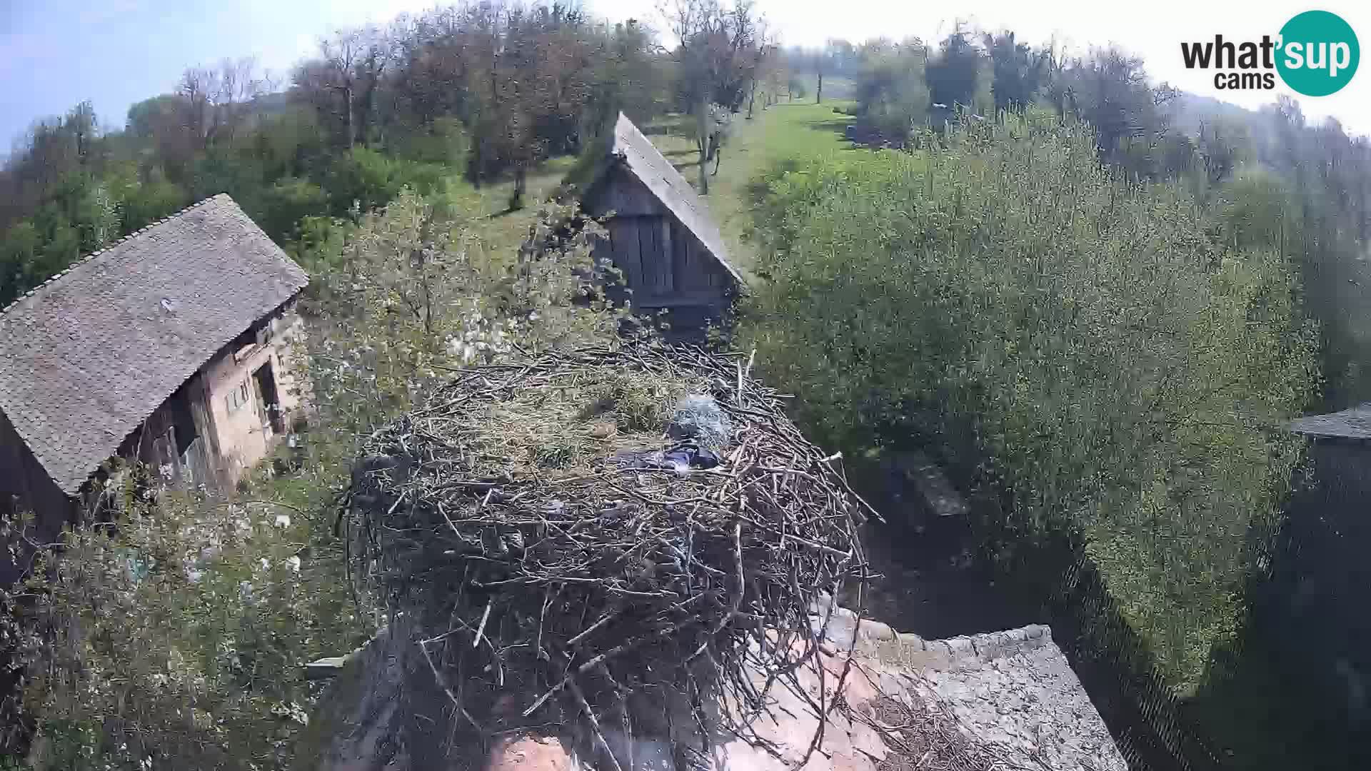 Pueblo europeo de cigüeñas camera en vivo Parque Natural Lonjsko polje