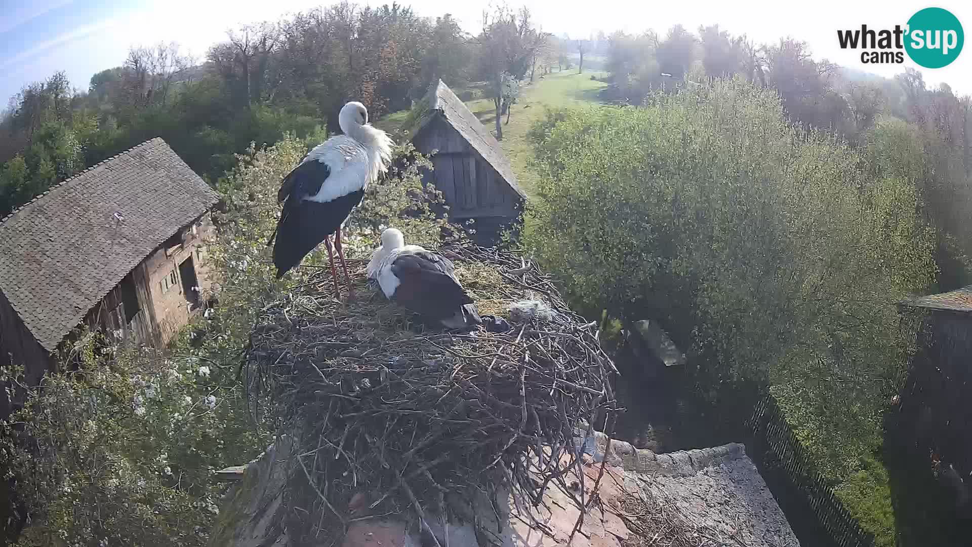 Live webcam European stork village – Lonjsko polje Nature Park