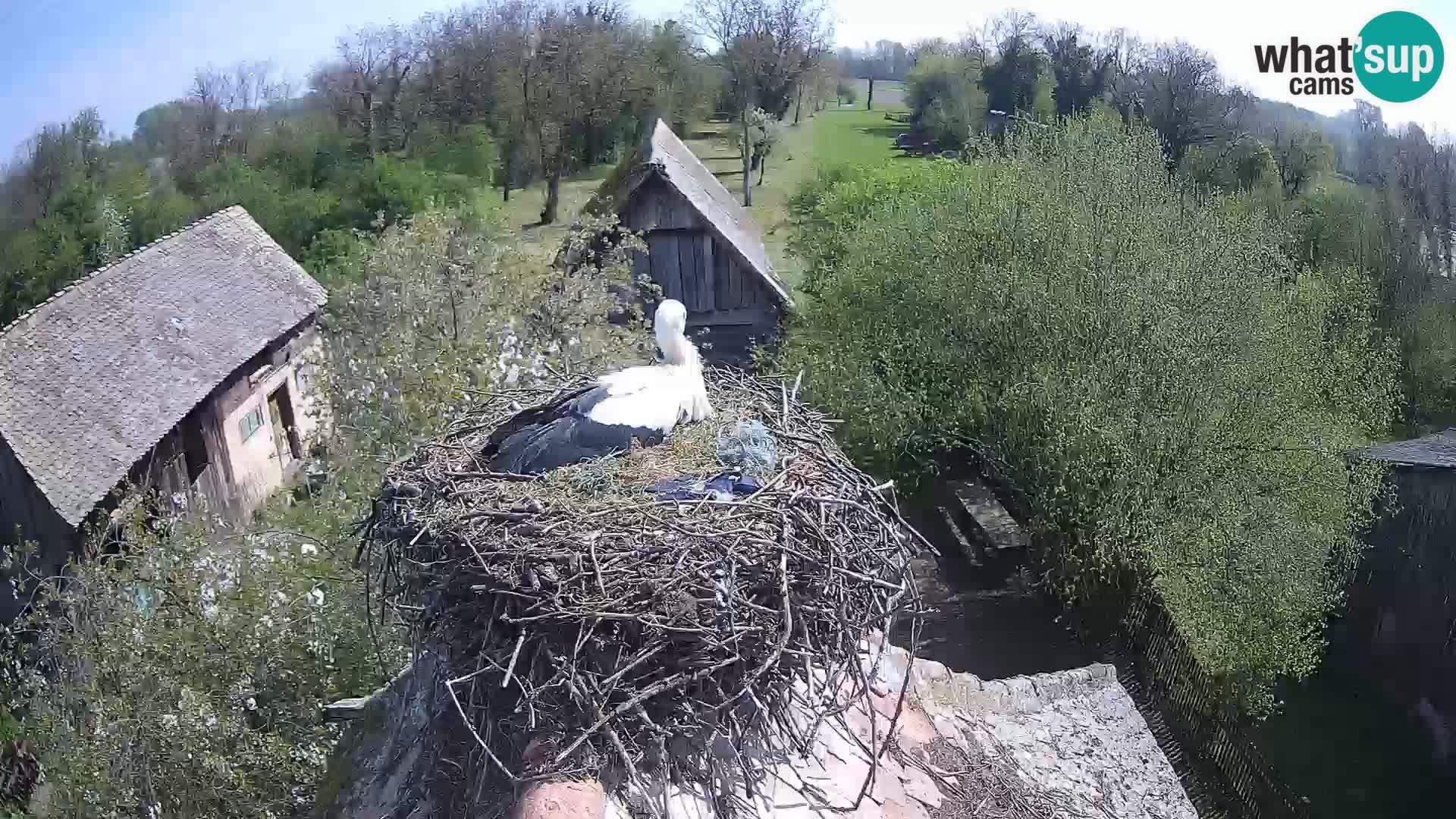 Village européen de cigognes webcam Parc naturel de Lonjsko polje