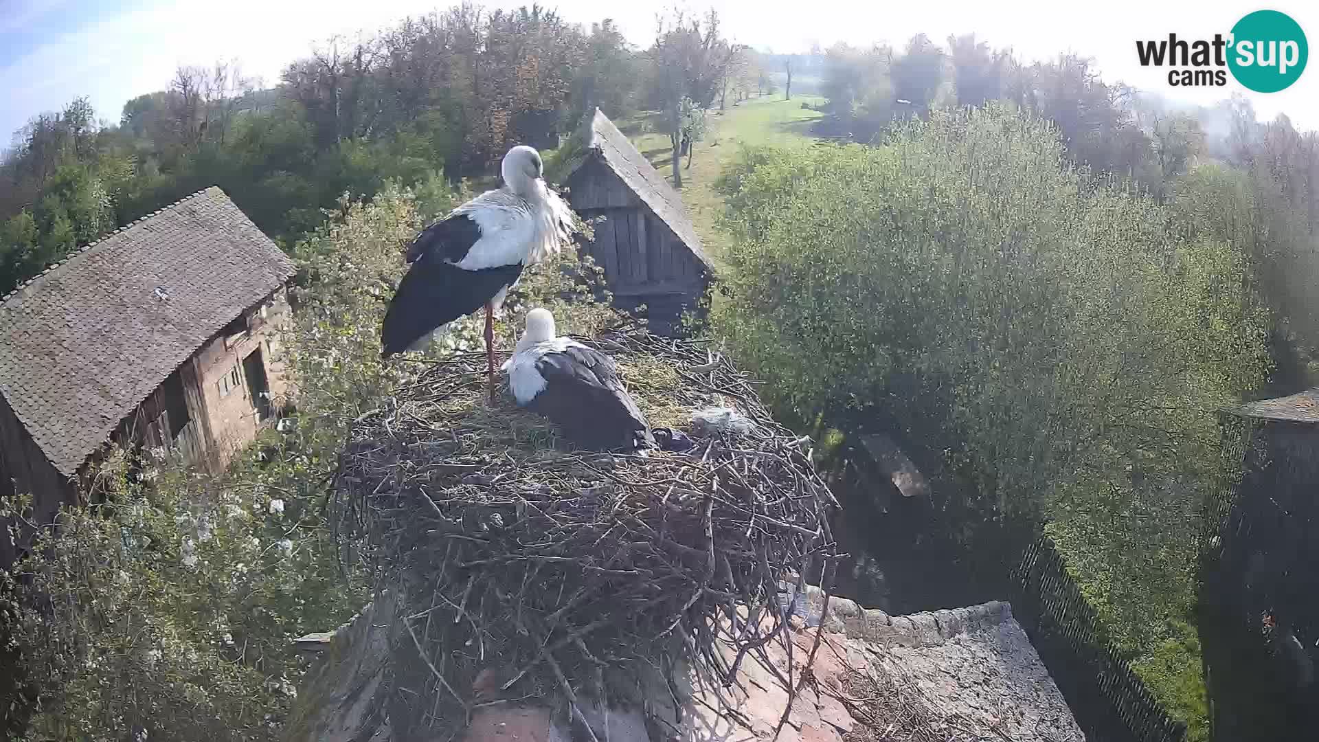 Live webcam European stork village – Lonjsko polje Nature Park