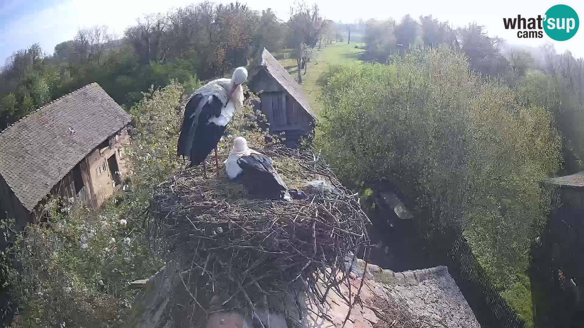 Village européen de cigognes webcam Parc naturel de Lonjsko polje