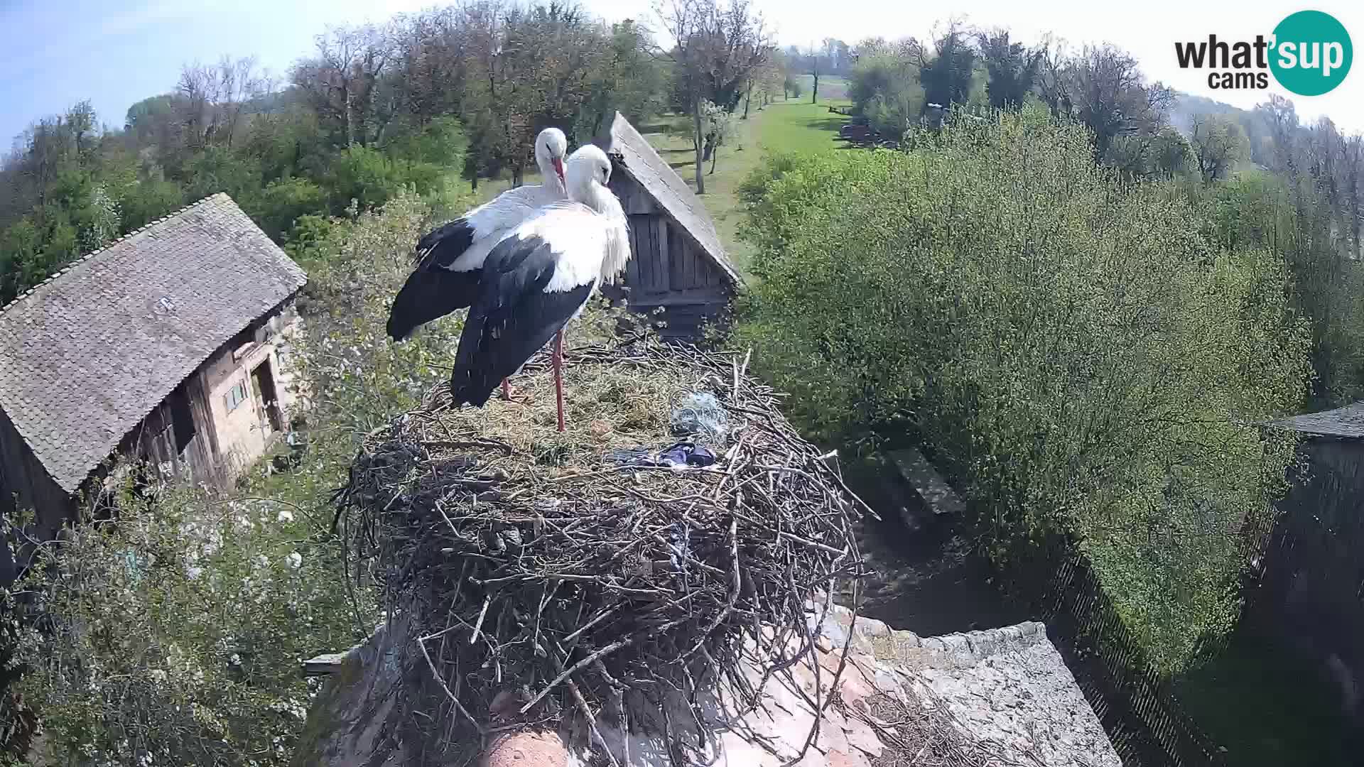 U živo Europsko selo roda – Park prirode Lonjsko polje