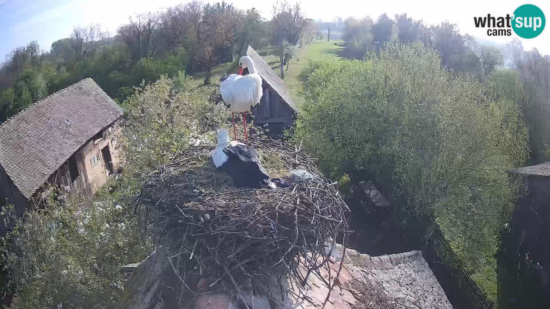 U živo Europsko selo roda – Park prirode Lonjsko polje