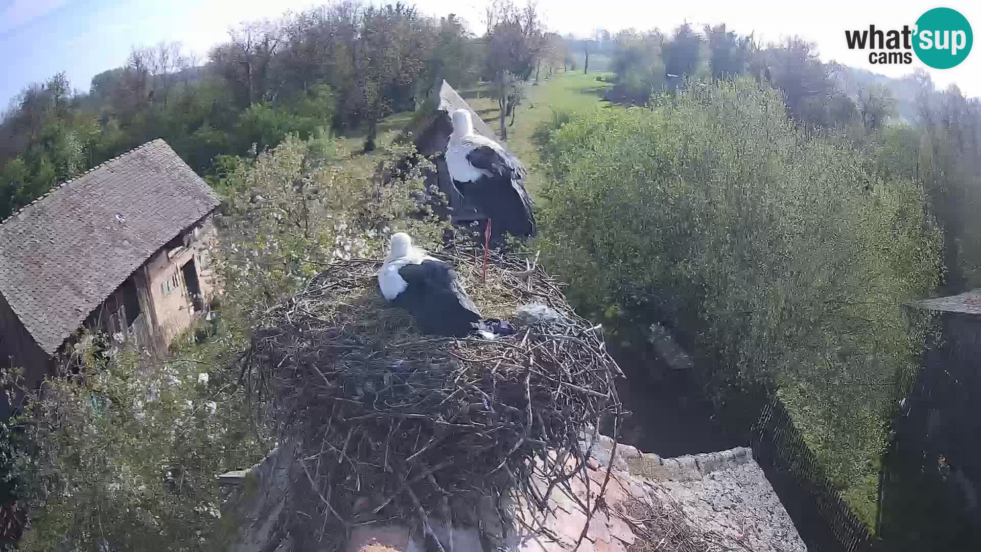 Villaggio delle cicogne europee webcam Parco naturale di Lonjsko polje