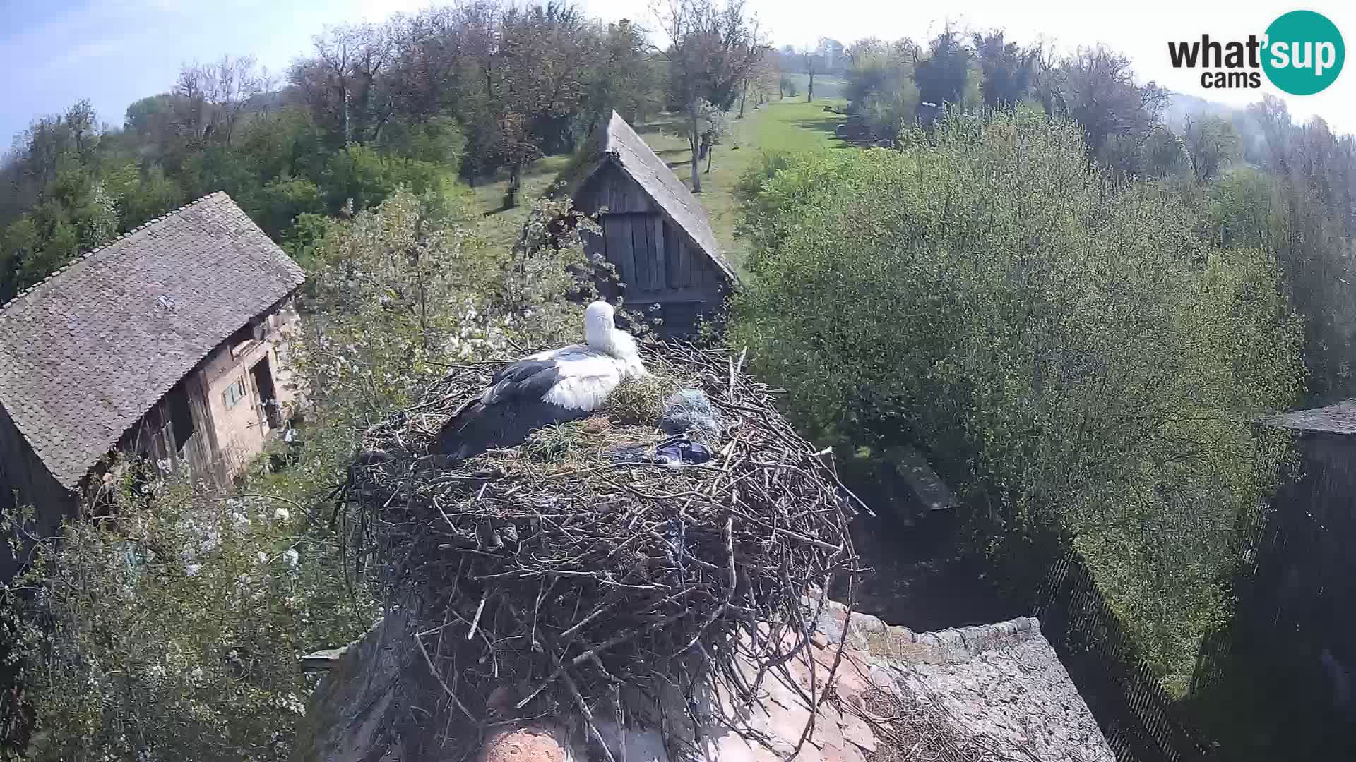 U živo Europsko selo roda – Park prirode Lonjsko polje