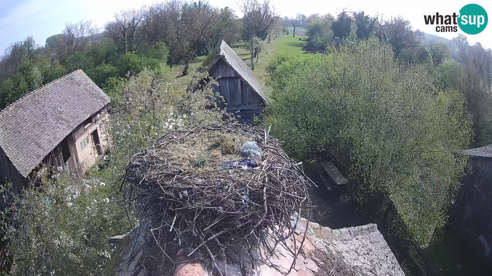 U živo Europsko selo roda – Park prirode Lonjsko polje