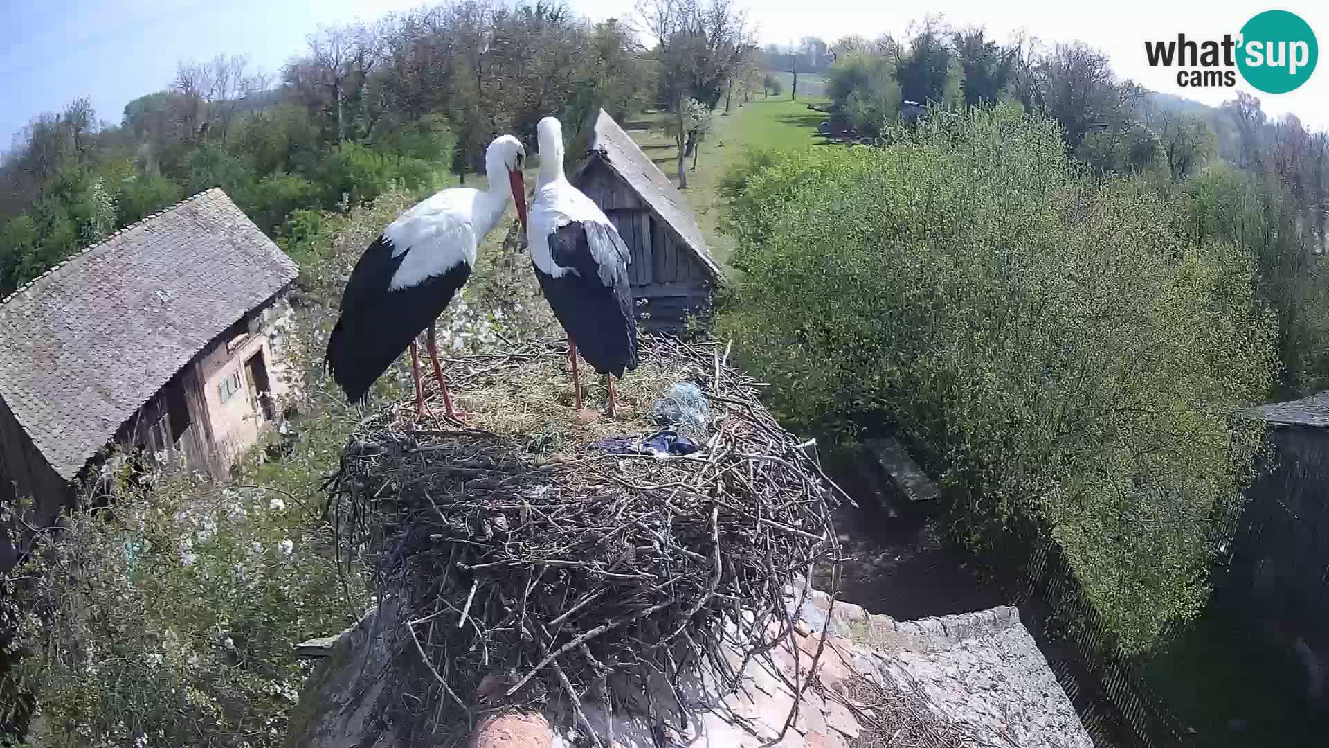 Villaggio delle cicogne europee webcam Parco naturale di Lonjsko polje