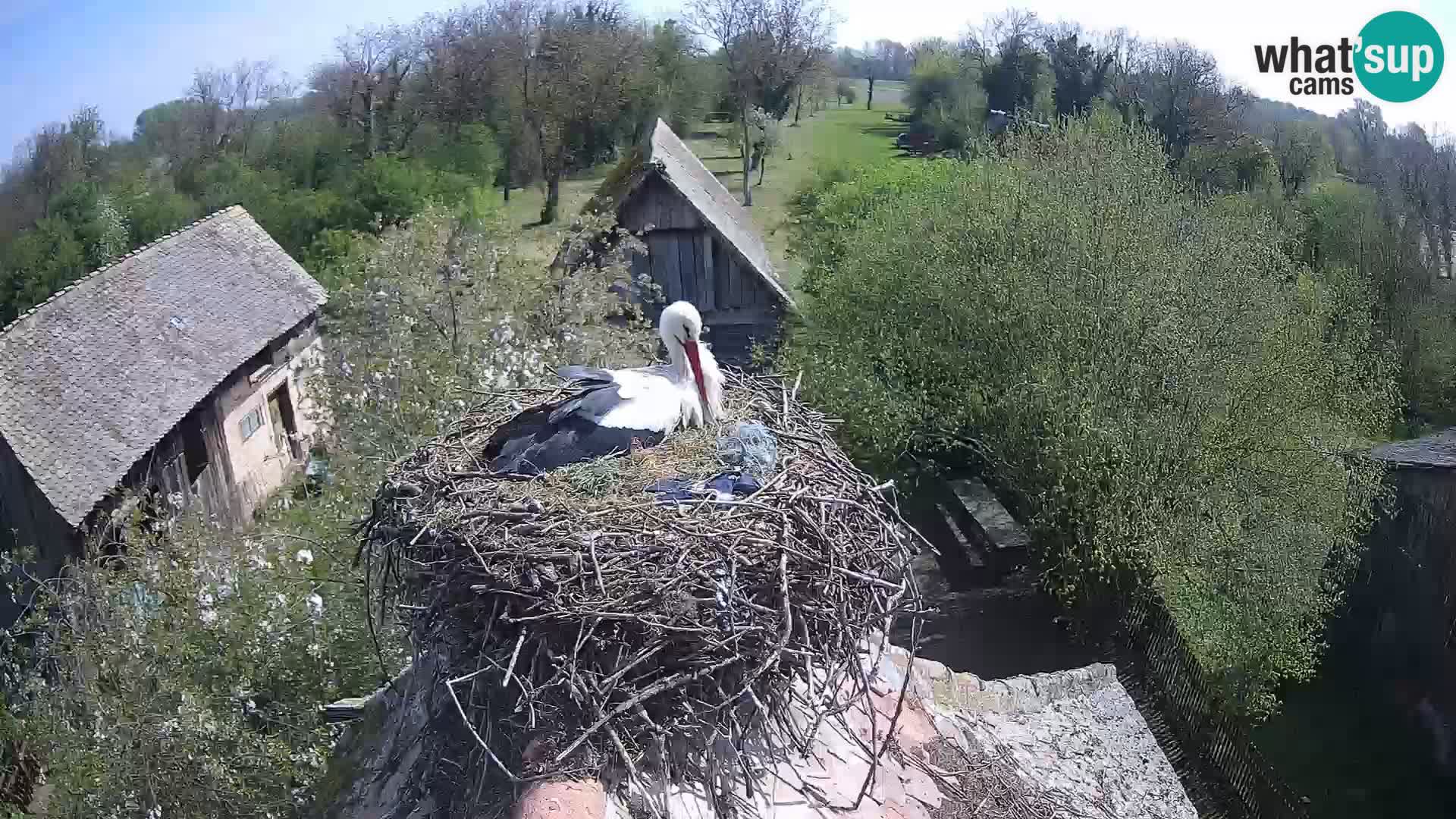 Villaggio delle cicogne europee webcam Parco naturale di Lonjsko polje