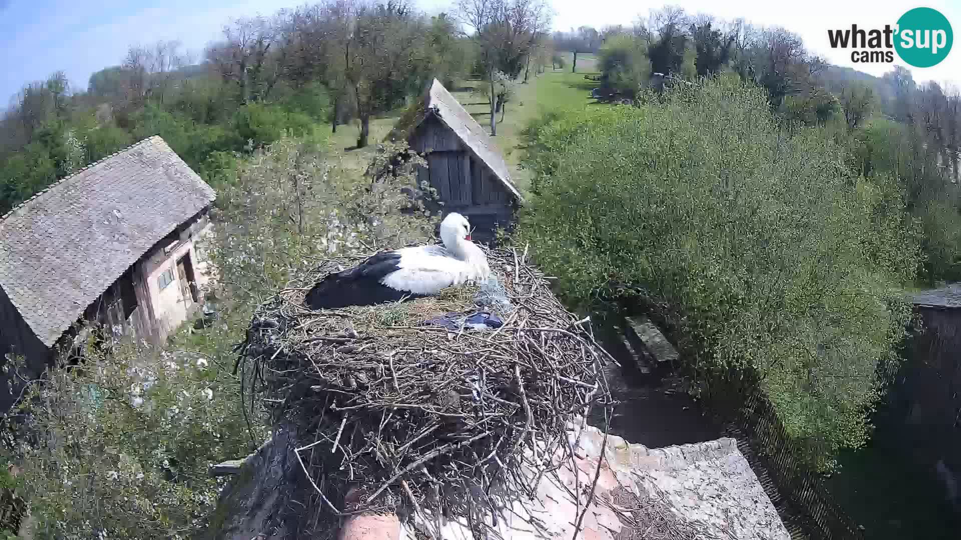 U živo Europsko selo roda – Park prirode Lonjsko polje
