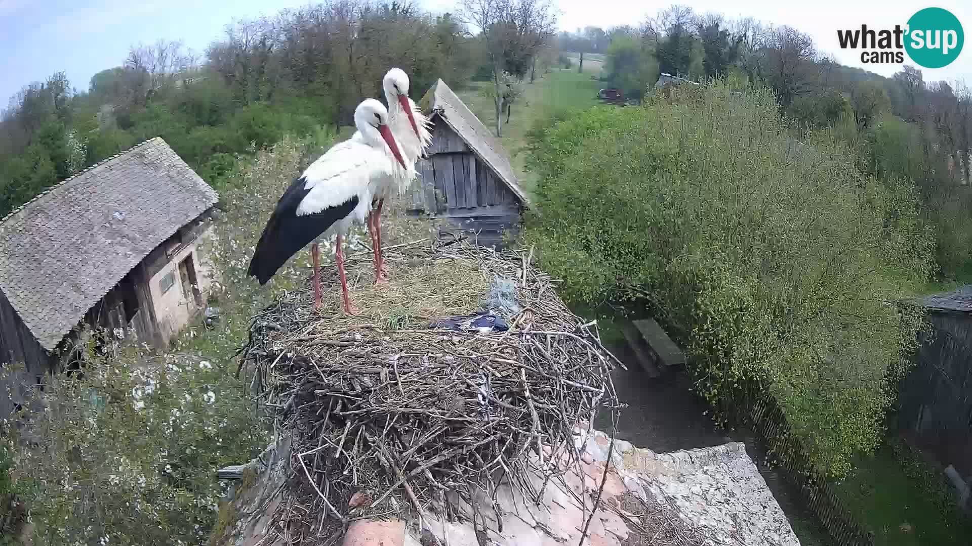 Village européen de cigognes webcam Parc naturel de Lonjsko polje