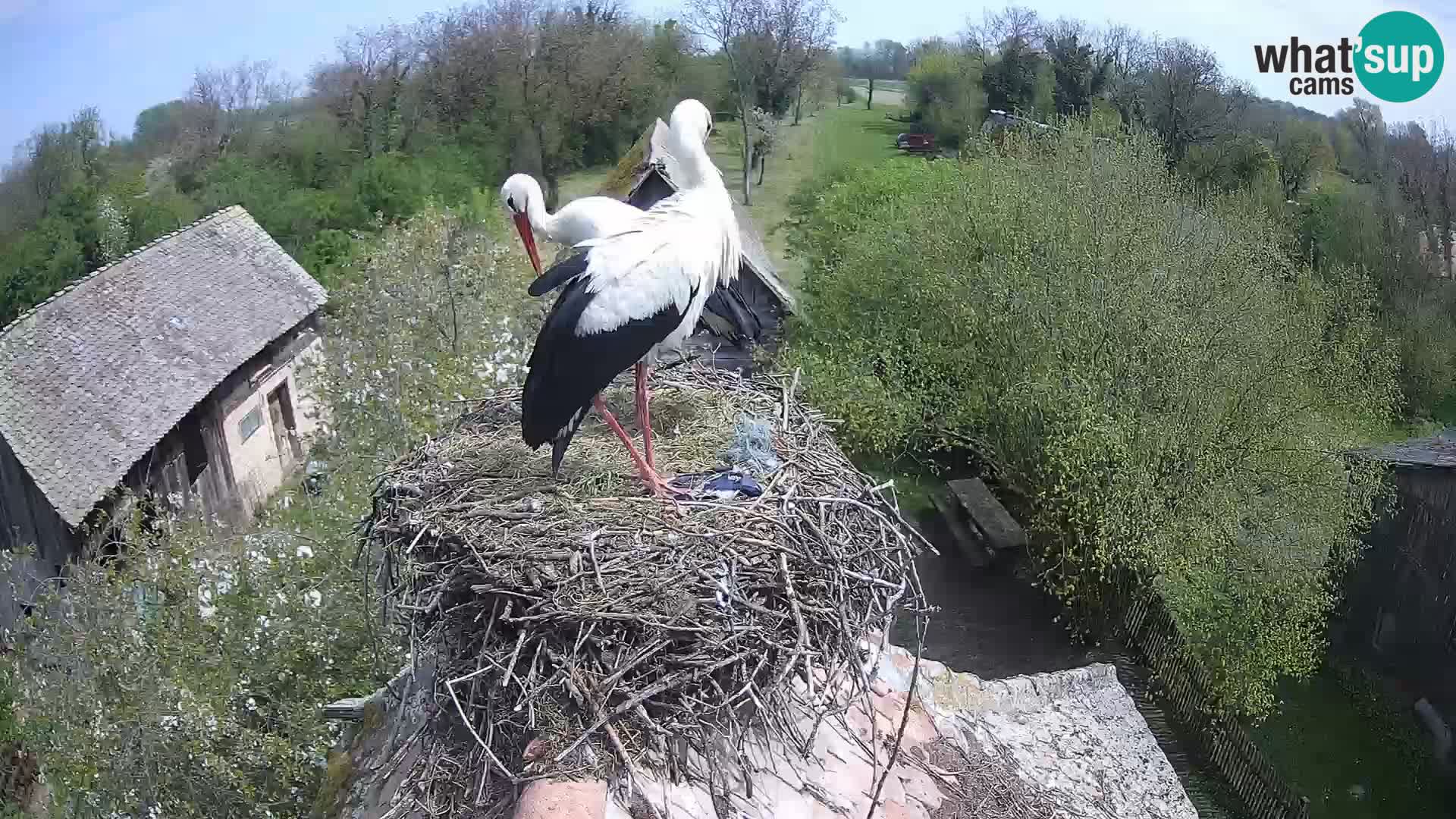 U živo Europsko selo roda – Park prirode Lonjsko polje