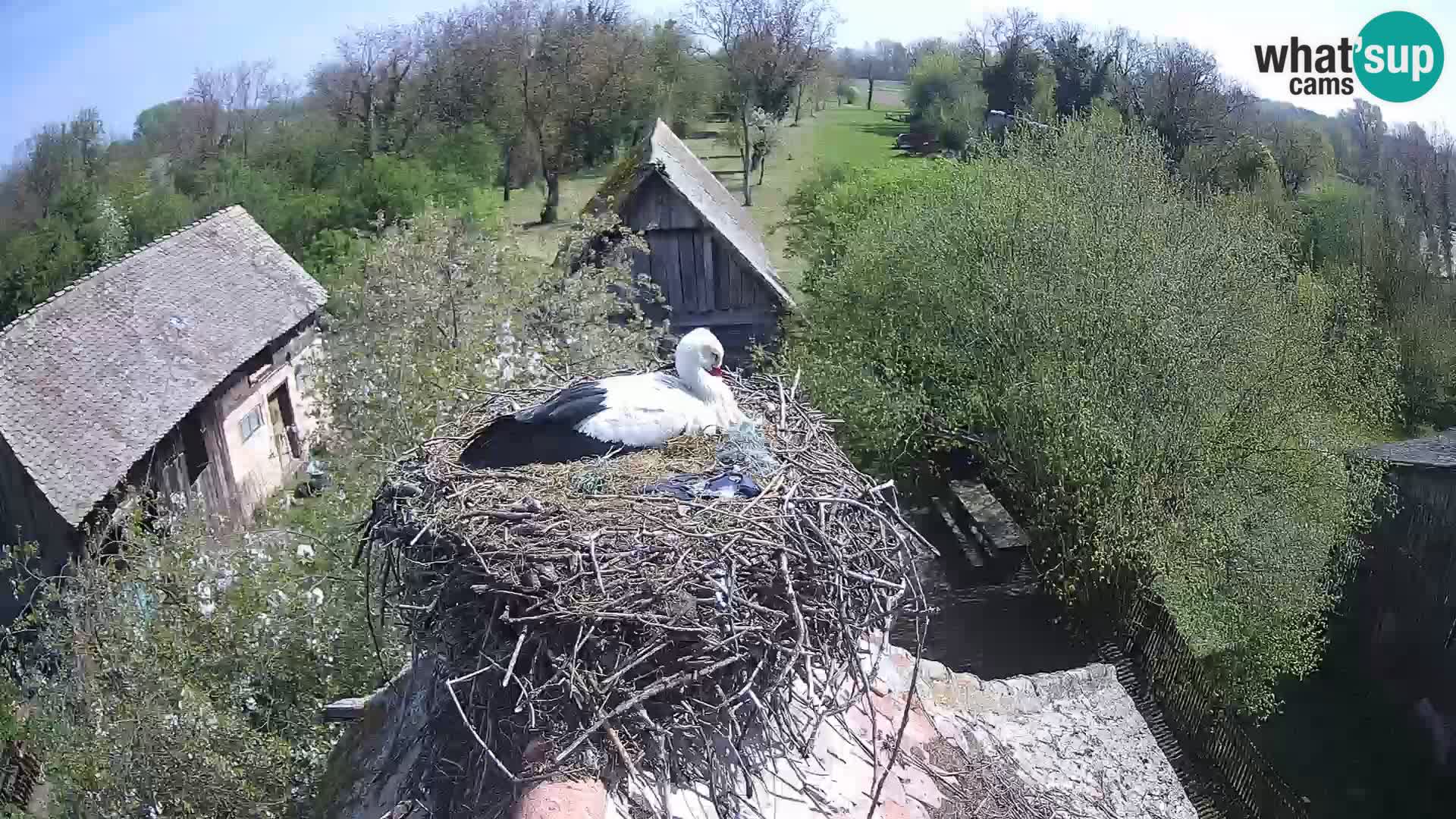 Villaggio delle cicogne europee webcam Parco naturale di Lonjsko polje