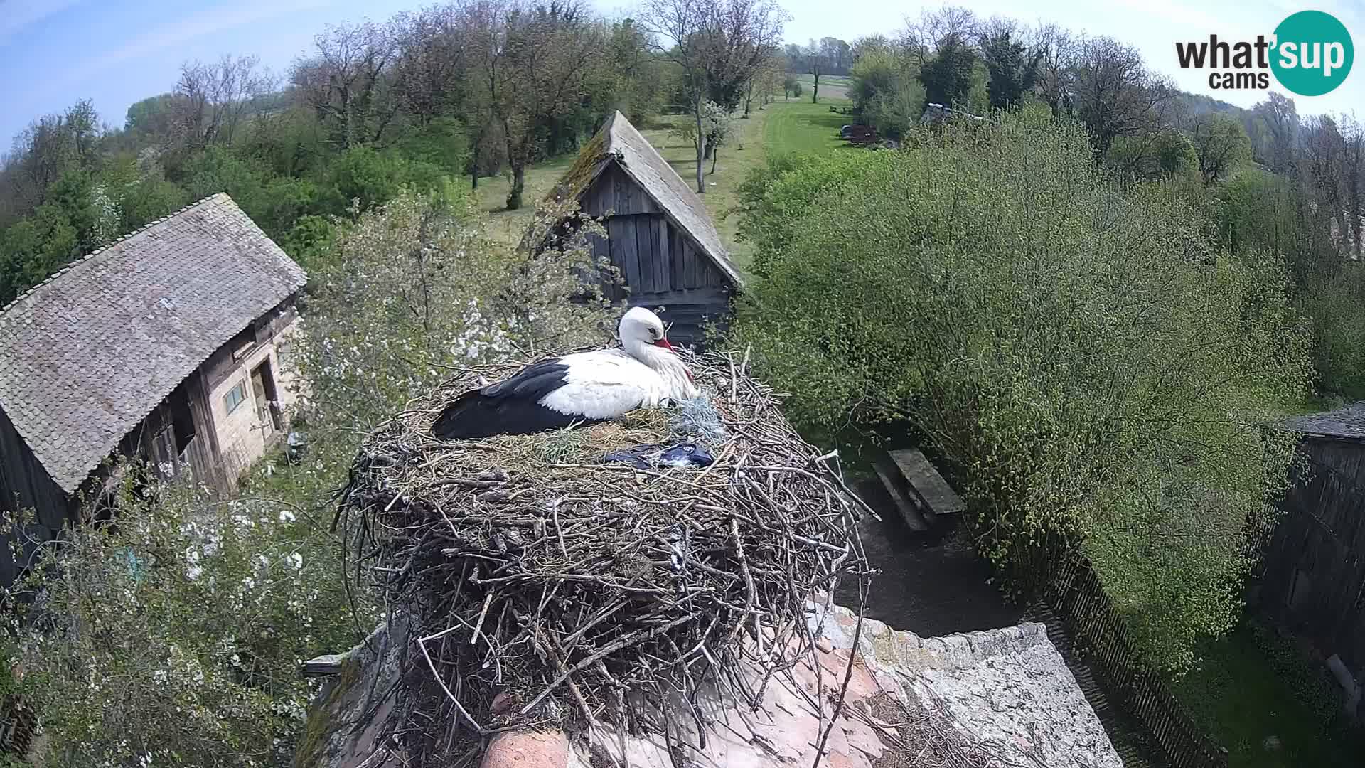 U živo Europsko selo roda – Park prirode Lonjsko polje